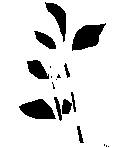 Calligraphy Leaf